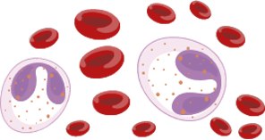  Illustration von Eosinophilen und roten Blutkörperchen