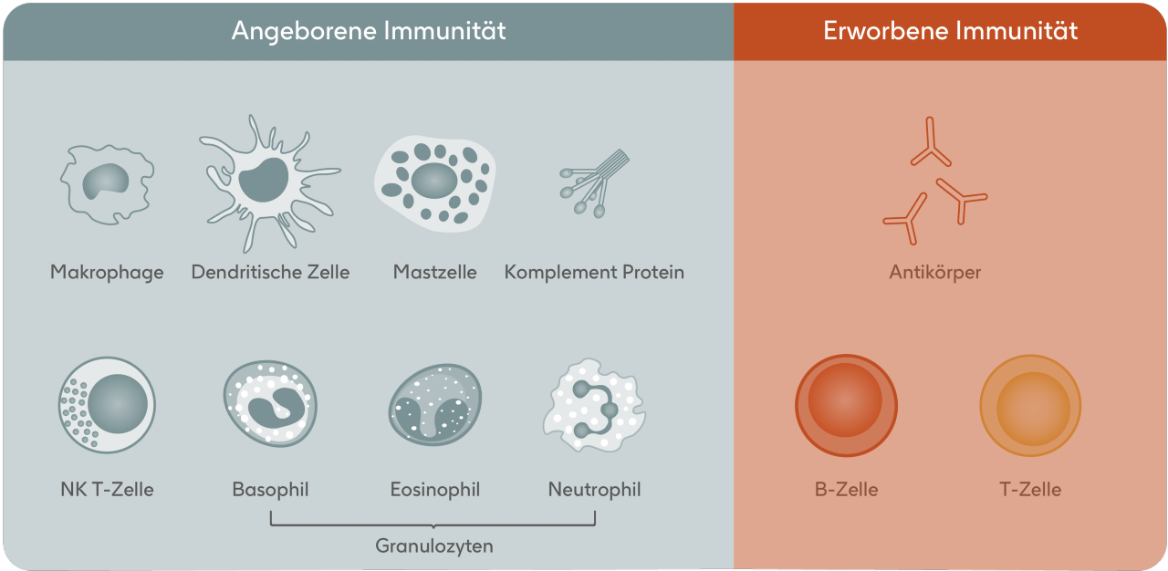 Wichtige Bestandteile des Immunsystems: Angeborene Immunität vs. Erworbene Immunität