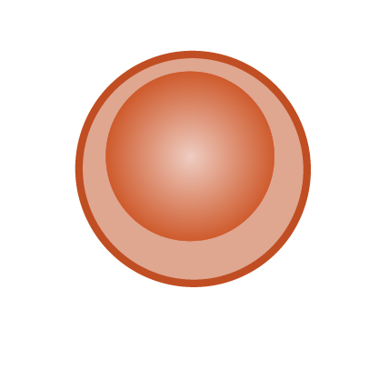 B-Lymphozyten