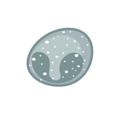 Eosinophile Granulozyten