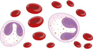 Illustration von Eosinophilen und roten Blutkörperchen