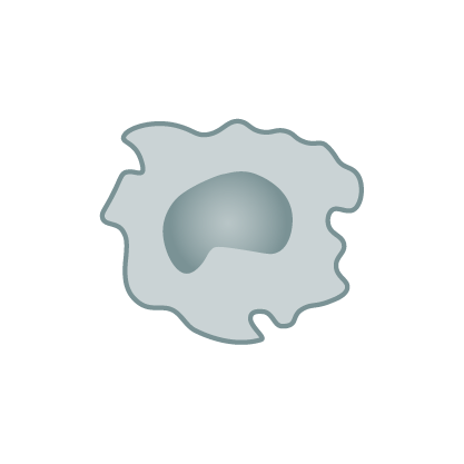 Makrophage und Monozyten als Vorläuferzellen